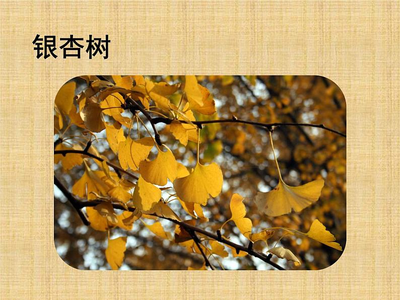 一年级下册科学课件-认识常见植物 大象版(共19张PPT)第2页