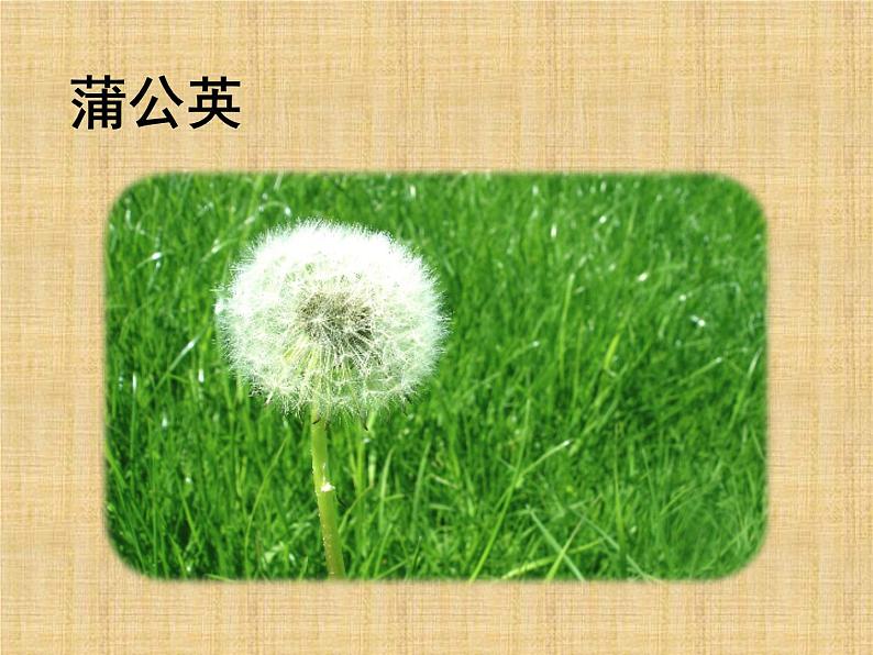 一年级下册科学课件-认识常见植物 大象版(共19张PPT)第3页