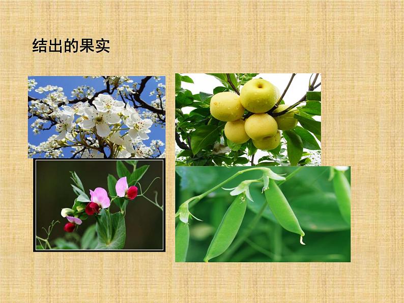 一年级下册科学课件-认识常见植物 大象版(共19张PPT)第7页