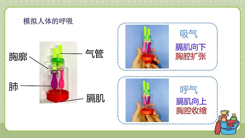 教科版科学四上 第二单元《呼吸与消化》单元复习课件06