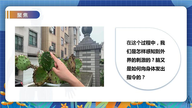 教科版(2017)科学五年级上册4.5《身体的“联络员”》课件第3页