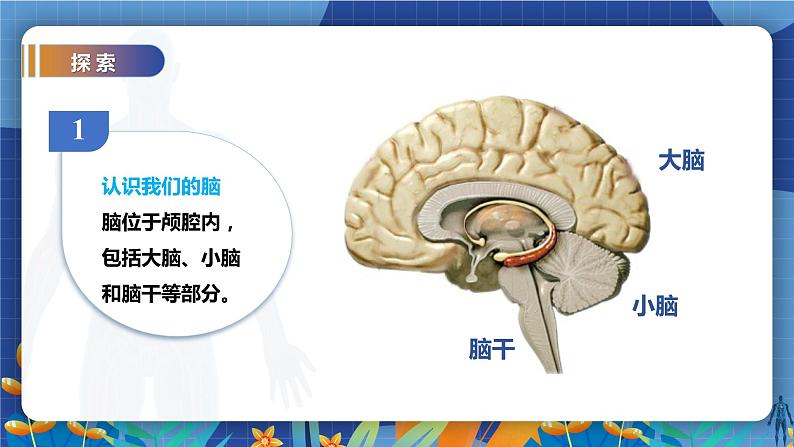 教科版(2017)科学五年级上册4.4《身体的“总指挥”》课件第4页