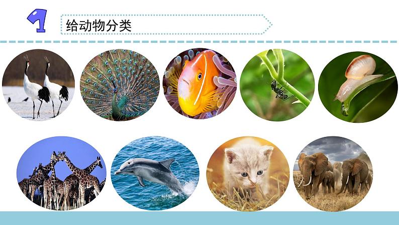 苏教版科学四上 1.给动物分类 课件PPT+教案+练习+视频素材03
