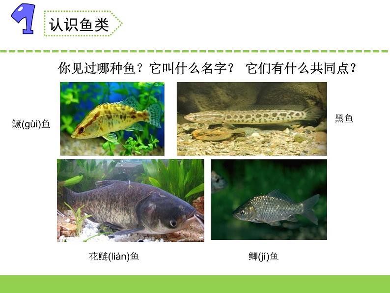 苏教版科学四上 2.鱼类 课件PPT+教案+视频素材02
