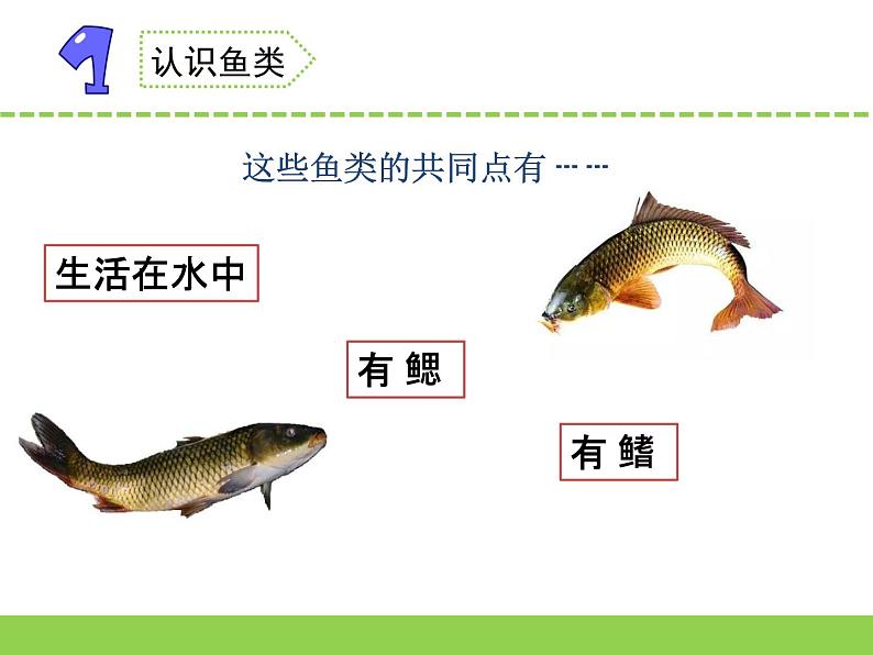 苏教版科学四上 2.鱼类 课件PPT+教案+视频素材03