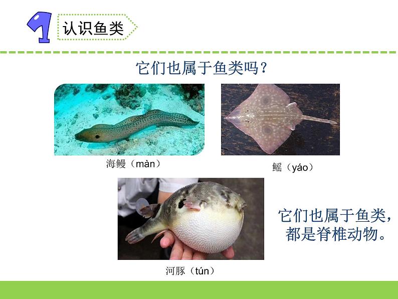 苏教版科学四上 2.鱼类 课件PPT+教案+视频素材04