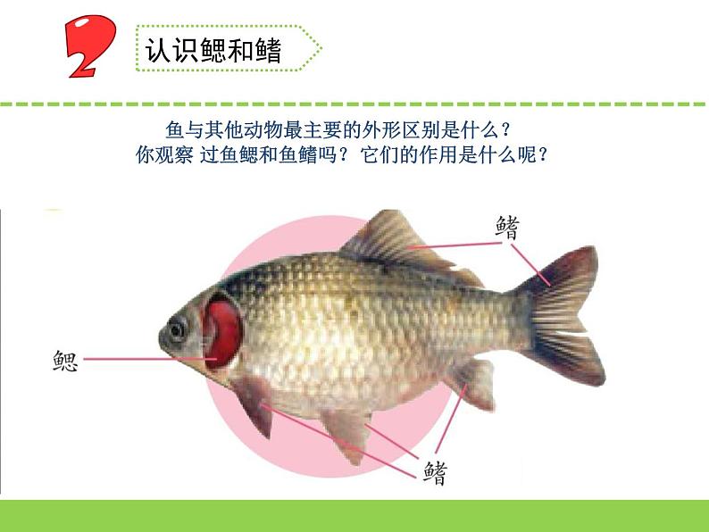 苏教版科学四上 2.鱼类 课件PPT+教案+视频素材05