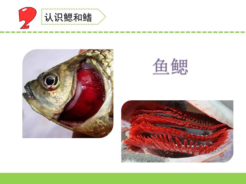 苏教版科学四上 2.鱼类 课件PPT+教案+视频素材06