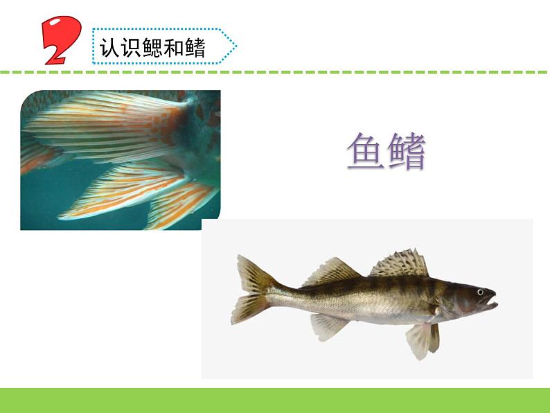 苏教版科学四上 2.鱼类 课件PPT+教案+视频素材07
