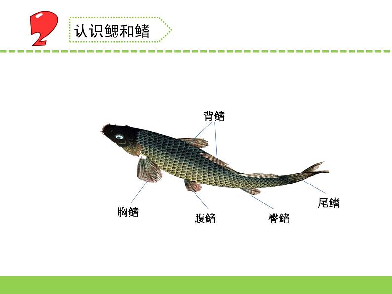 苏教版科学四上 2.鱼类 课件PPT+教案+视频素材08