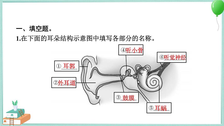 四上科學(xué) 4 我們是怎樣聽到聲音的 習(xí)題PPT講解 (含答案+動(dòng)畫)第3頁