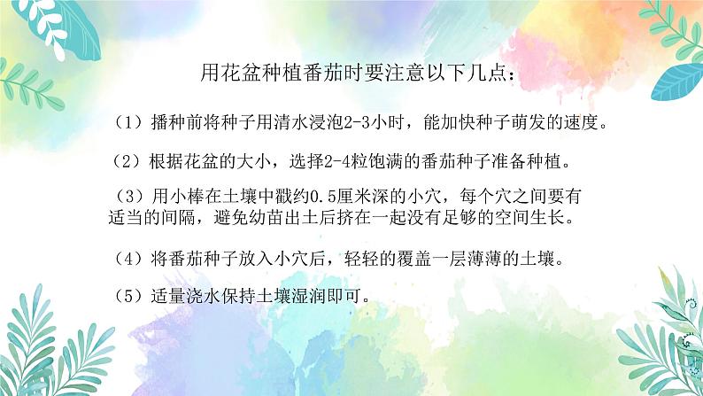 四年级上册科学课件-1.1《种番茄》l 粤教版 共26张07