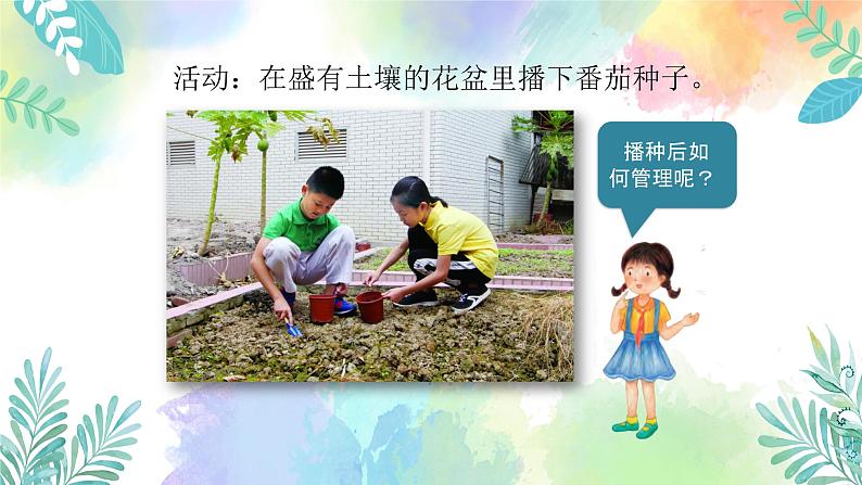 四年级上册科学课件-1.1《种番茄》l 粤教版 共26张08