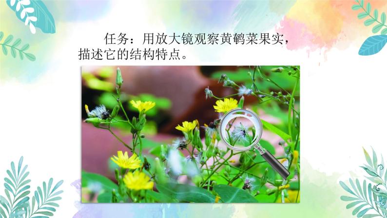 四年级上册科学课件-1.3《种子的传播》｜粤教版   共26张05