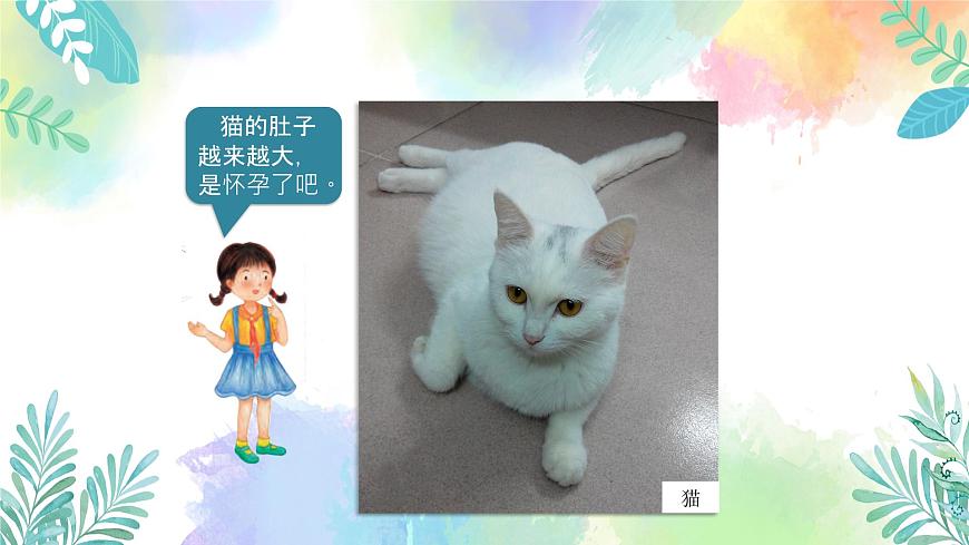四年級(jí)上冊(cè)科學(xué)課件-1.7《胎生動(dòng)物》｜粵教版   共24張第4頁(yè)