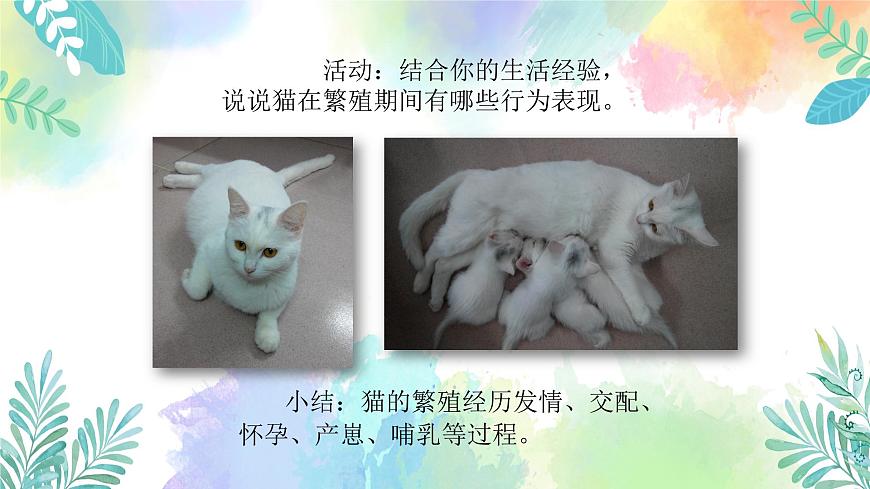 四年級(jí)上冊(cè)科學(xué)課件-1.7《胎生動(dòng)物》｜粵教版   共24張第5頁(yè)