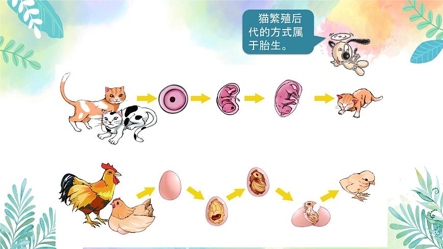 四年級(jí)上冊(cè)科學(xué)課件-1.7《胎生動(dòng)物》｜粵教版   共24張第7頁(yè)