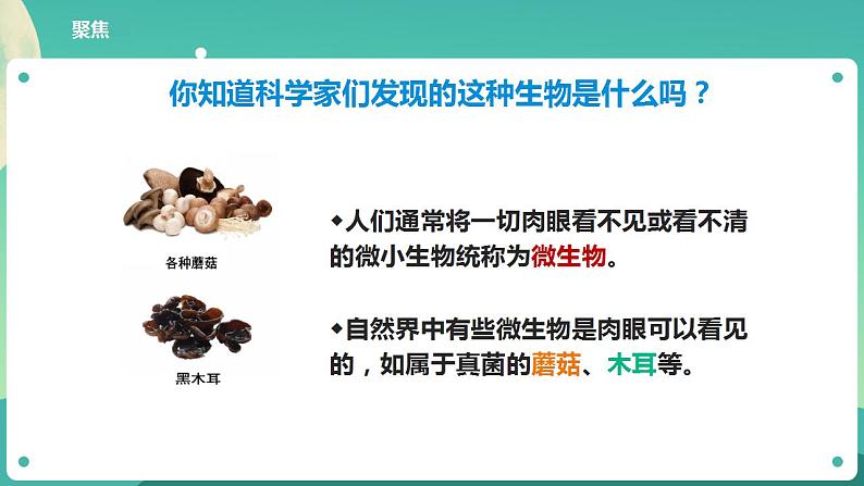 教科版六上科学 1.6《观察水中微小的生物》课件+教案+练习+素材04