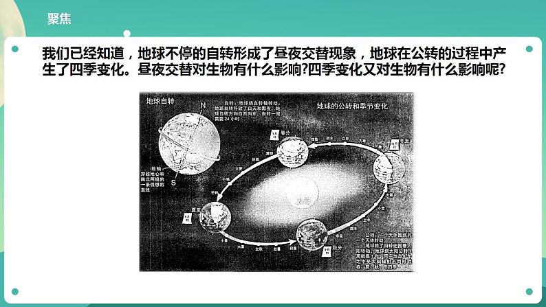 教科版六上科学 2.7《昼夜和四季变化对生物的影响》课件+教案+练习+素材02