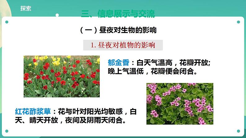教科版六上科学 2.7《昼夜和四季变化对生物的影响》课件+教案+练习+素材07
