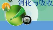 小学科学2 消化与吸收获奖课件ppt