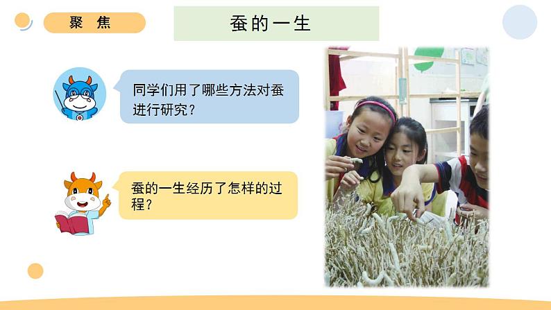 小学科学 教科版 三年级下册《蚕的一生》教学 课件03