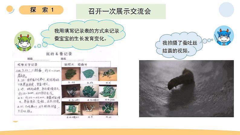 小学科学 教科版 三年级下册《蚕的一生》教学 课件06