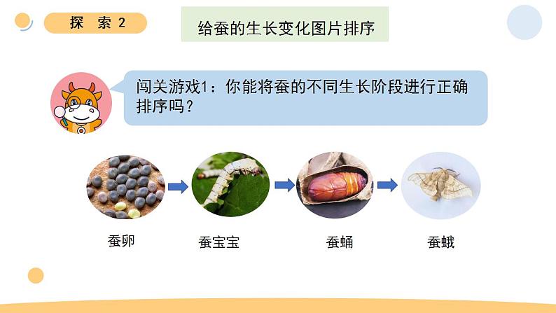 小学科学 教科版 三年级下册《蚕的一生》教学 课件08