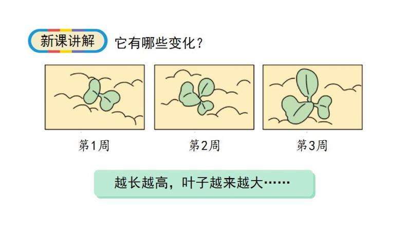 1.5《植物是“活”的吗》科学一年级上册-教科版课件06