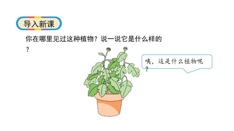 1.2《观察一棵植物》科学一年级上册  教科版课件05