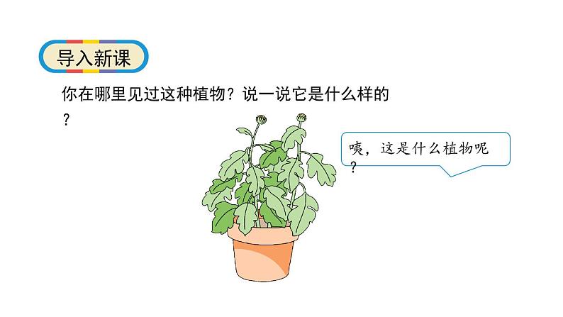 1.2《观察一棵植物》科学一年级上册 教科版课件05