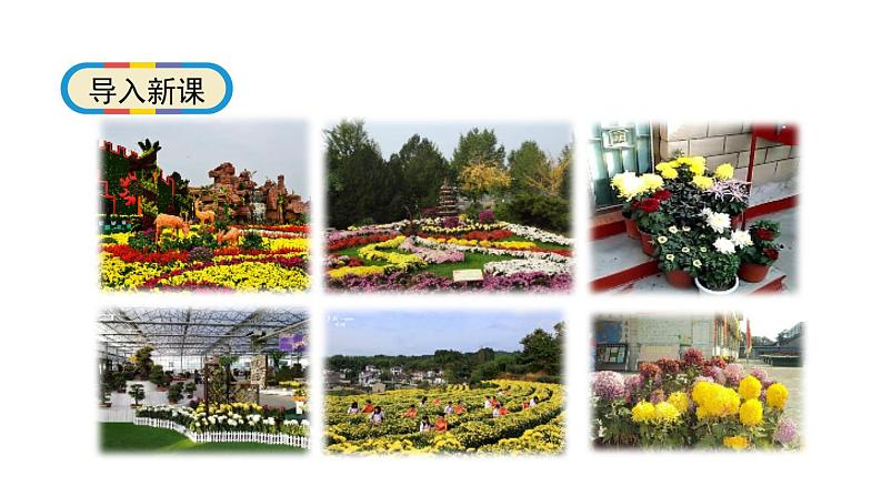 1.2《观察一棵植物》科学一年级上册 教科版课件06