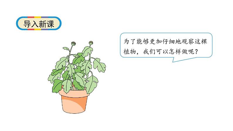 1.2《观察一棵植物》科学一年级上册 教科版课件07