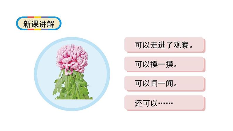 1.2《观察一棵植物》科学一年级上册 教科版课件08