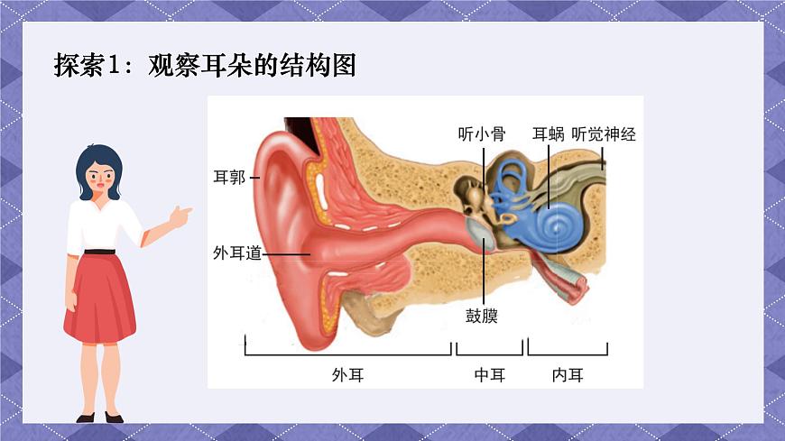 1.4《我們是怎樣聽到聲音的》 課件第3頁