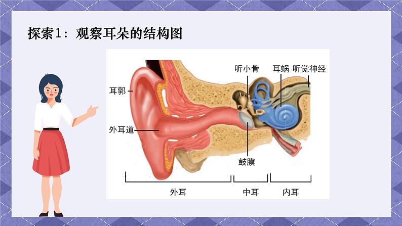 1.4《我们是怎样听到声音的》 课件+教案 教科版科学四年级上册03