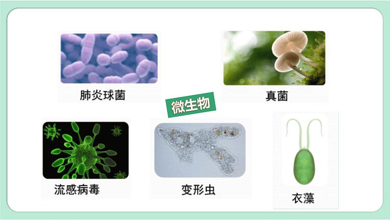教科版六上科学 1.7《微生物与健康》课件+视频素材02