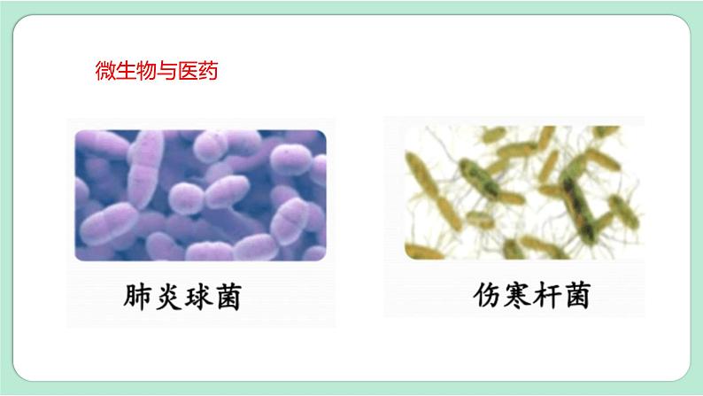 教科版六上科学 1.7《微生物与健康》课件+视频素材07
