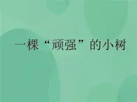 湘教版6上科學(xué) 1.1 一顆“頑強(qiáng)”的小樹 課件+教案+素材