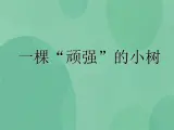 湘教版6上科学 1.1 一颗“顽强”的小树 课件+教案+素材