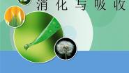 科学六年级上册2 消化与吸收精品课件ppt