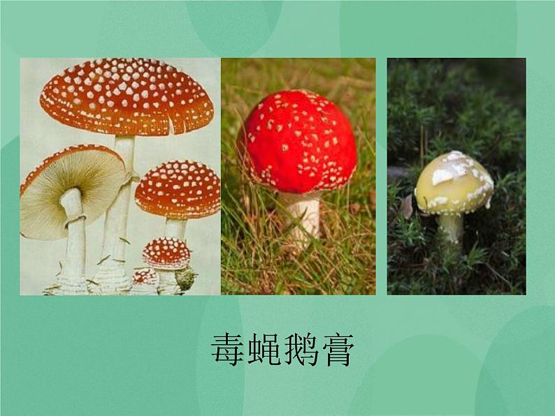 湘教版6上科学 2.3 饮食与健康 课件+教案+素材03