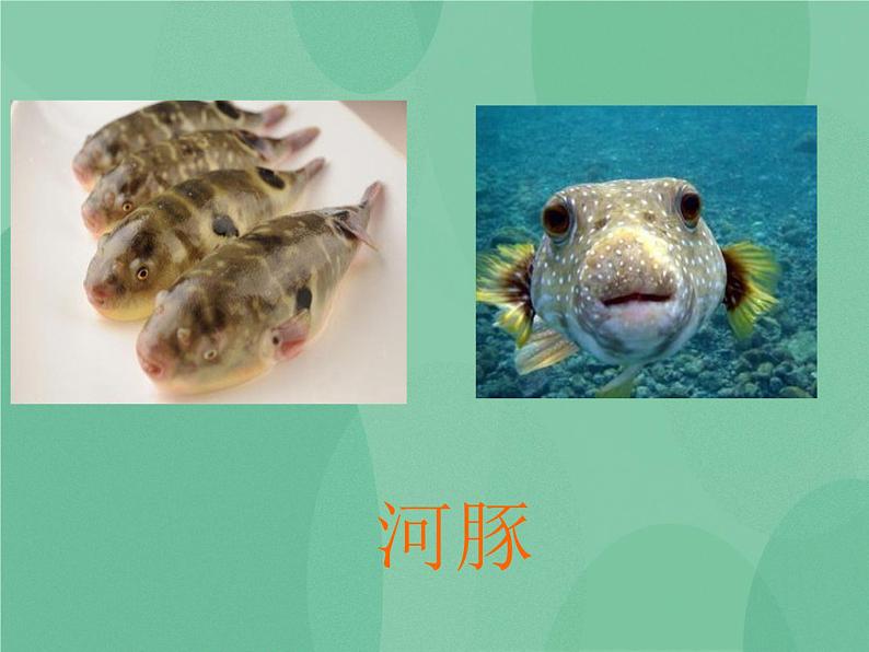 湘教版6上科学 2.3 饮食与健康 课件+教案+素材04