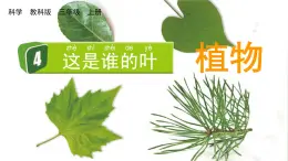 教科版一年级科学上册课件 第一单元 植物 4 这是谁的叶