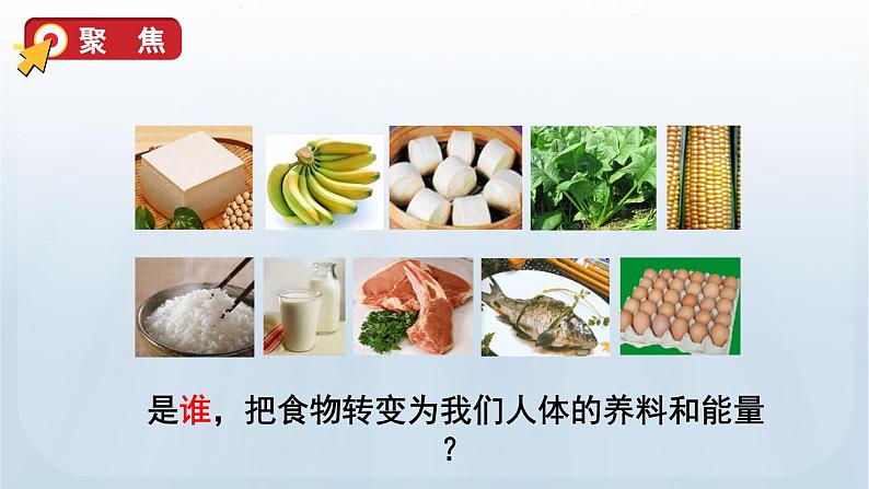 教科版四年级科学上册课件 第二单元 呼吸与消化 7 食物在口腔里的变化05