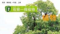 小学科学5.植物是“活”的吗评课ppt课件