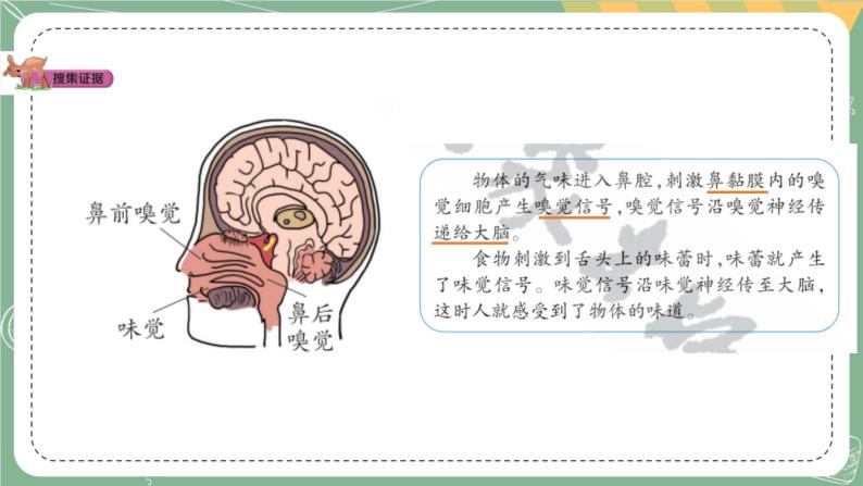 大象版科学五上 2.1 感官、大脑与认知 课件PPT (含练习)08