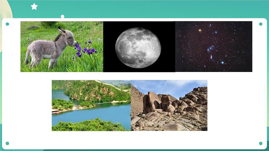 教科版1上科學(xué) 1.1 我們知道的植物 課件第5頁(yè)