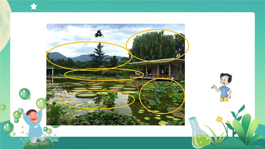 教科版1上科學(xué) 1.1 我們知道的植物 課件第8頁(yè)