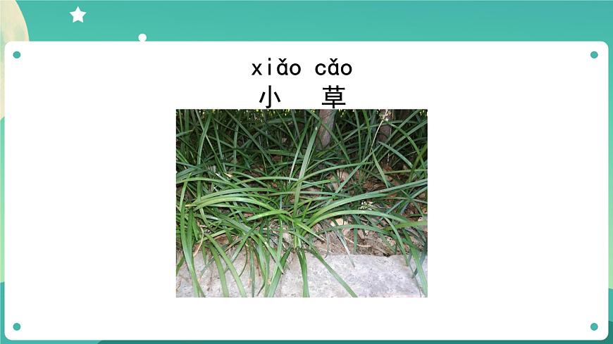 教科版1上科學(xué) 1.5 植物是“活”的嗎 課件第5頁(yè)